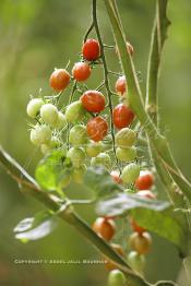 Image du Maroc Professionnelle de  Avec l'introduction des cultures sous abris serres, la région de Dakhla est devenue en très peu de temps célèbre pour ces productions de fruits et légumes destinés à l’export.  Sous d’immenses serres, la production des tomates en grappes bénéficie d’un climat phénoménalement ensoleillé, tempéré et régulier, Mardi 21 Novembre 2006. (Photo / Abdeljalil Bounhar)